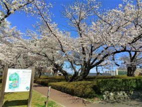 開成山公園できれいに咲いた桜