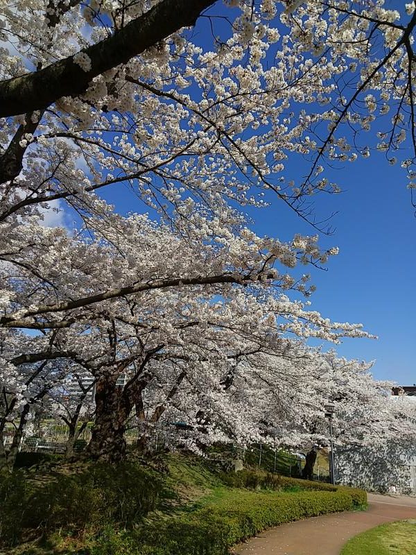 青空に映える桜の写真