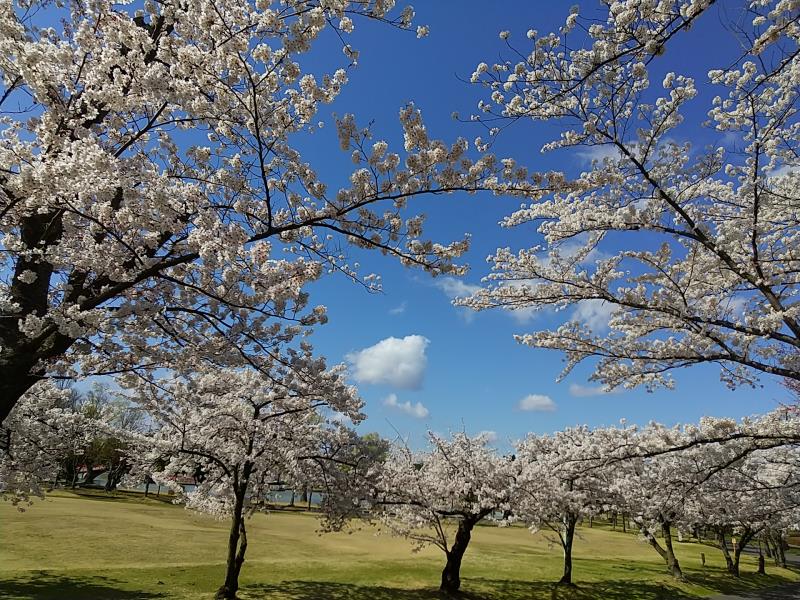 芝生広場の桜